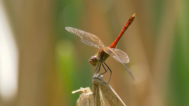 Vagrant darter (Sympetrum vulgatum) landing on halm - ungraded footage