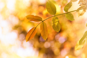 Colorful tree leaves