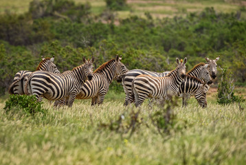 Plains Zebra - Equus quagga, Tsavo East, Kenya