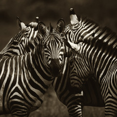 Plains Zebra - Equus quagga, Tsavo East, Kenya