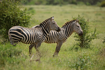 Fototapeta na wymiar Plains Zebra - Equus quagga, Tsavo East, Kenya
