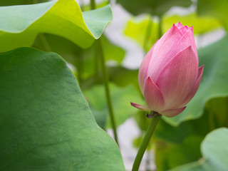 pink lotus in the pond