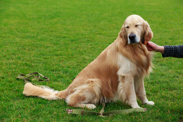 dog breed Golden retriever