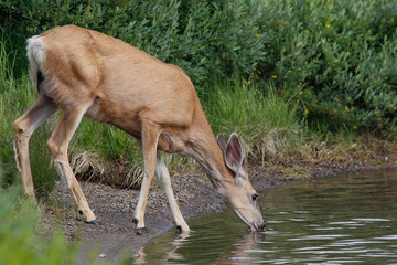 Canada_West-4151
