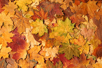 Naklejka na ściany i meble Colorful autumn background. Fallen leaves.