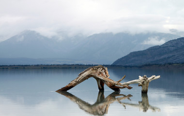 Fototapeta premium Log in Lake