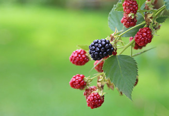 branch with blackberries, green background