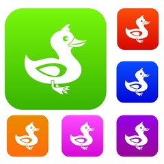 Black duck set collection