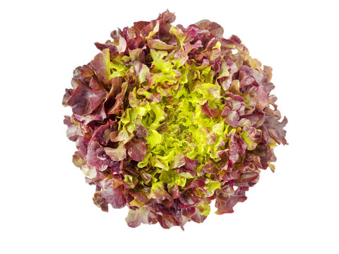 Red oak leaf lettuce salad head
