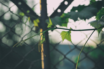 Film photos of a green vine