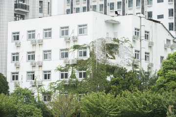 Plants Growing on Building in City