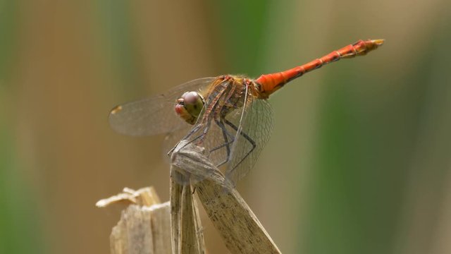 Vagrant darter landing on halm - ungraded footage