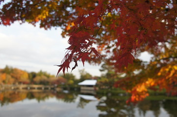 日本庭園の紅葉