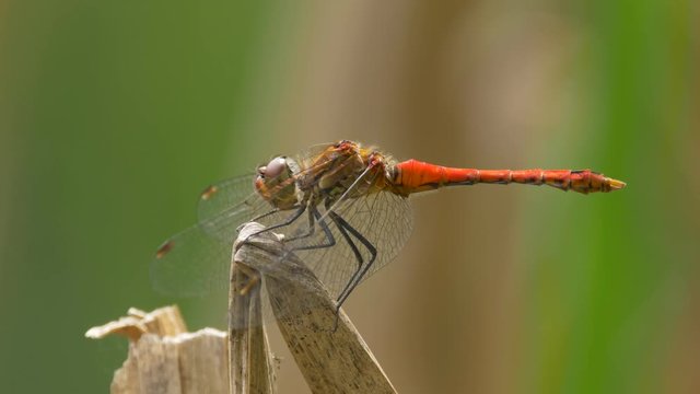 Vagrant darter (Sympetrum vulgatum) landing on halm - ungraded footage