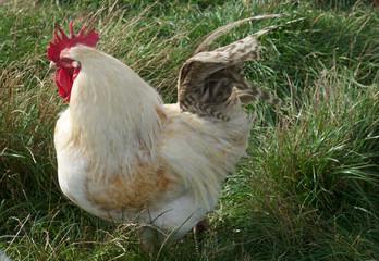 Rooster white