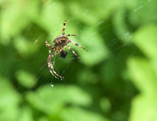 Fototapeta premium Spider & Bug