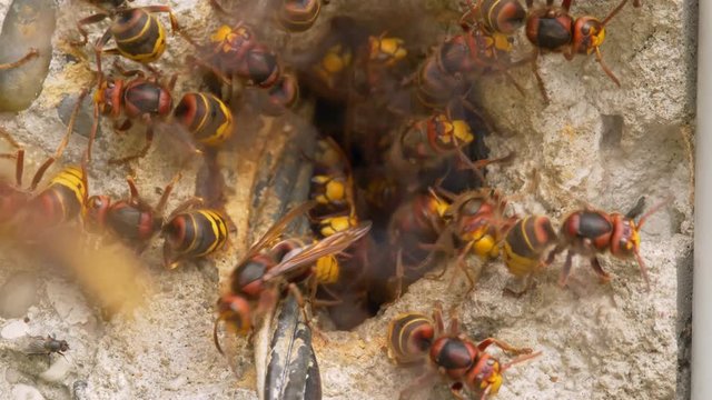 European hornet (Vespa crabro) at nest entrance