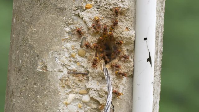 European hornet (Vespa crabro) at nest entrance