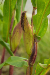 Agricultural Green corn field on hill with blue sky