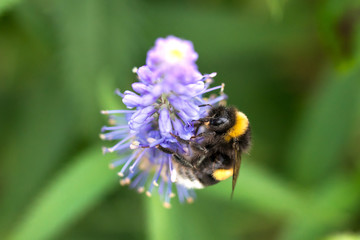 Bee