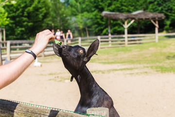 Man man feeds the lamb or goat in the farm