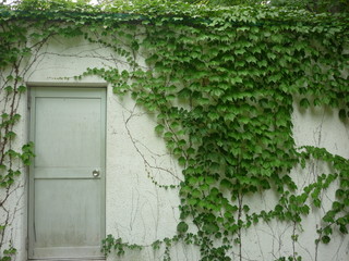 植物で覆われた壁