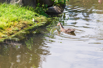 Wild duck swimming on a mountain lake