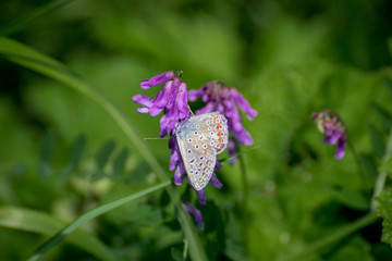 Spotted butterfly on purple flower