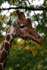 Giraffe in Nahaufnahme