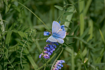 Blue butterfly on purple flower