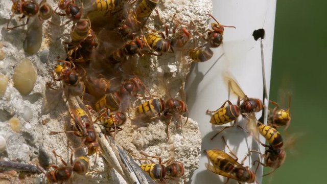 European hornet (Vespa crabro) at nest entrance