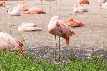 Fototapeta na wymiar Greater Flamingo, Nice pink big bird, animal in the nature habitat