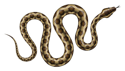 Fototapeta premium Ilustracja wektorowa brązowy Python. Na białym tle tropikalny wąż na białym tle.