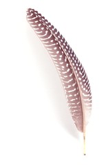 feather Numididae feather on white background