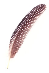 feather Numididae feather on white background