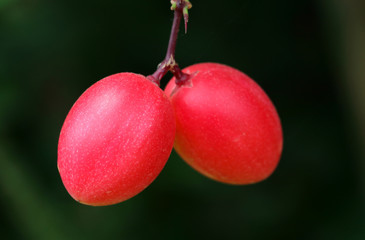 Carunda or Karonda fruit on tree organic garden
