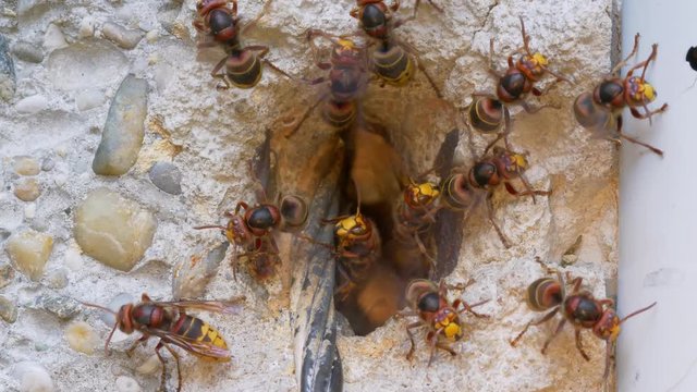 European hornet (Vespa crabro) at nest entrance