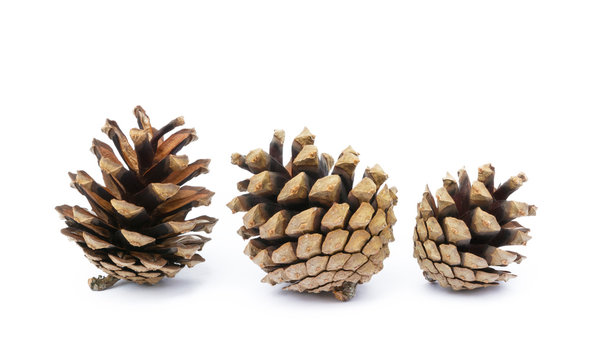 Cone pine isolated on a white background