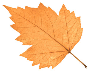  feuille s&egrave;che, fond blanc