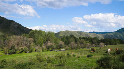 Fototapeta na wymiar Beautiful landscape with mountains trees and a livestock feeding on the field