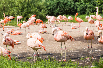 Group of flamingo's , Flamingo resting in the grass.