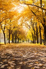 Park covered in fallen leaves, autumn scene