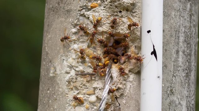 European hornet (Vespa crabro) at nest entrance