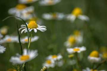 wild flowers in a field of grass and daisies