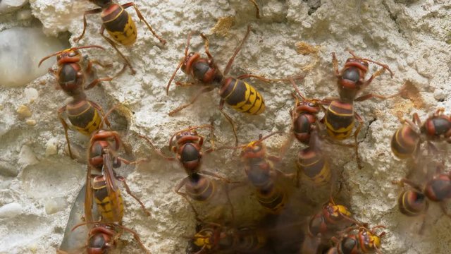 European hornet (Vespa crabro) at nest entrance