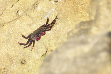 Crabs wildlife - Grapsus grapsus adscensionis - red rock crab