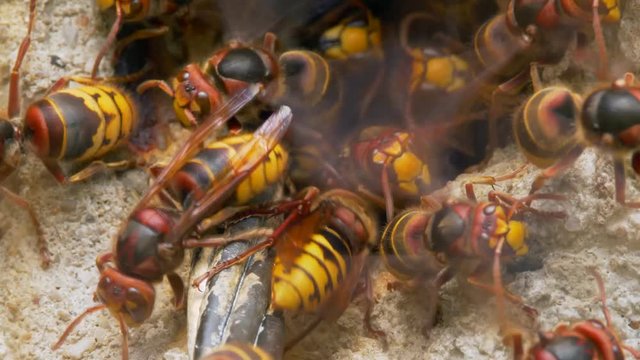 European hornet (Vespa crabro) at nest entrance