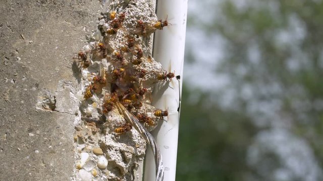 European hornet (Vespa crabro) at nest entrance