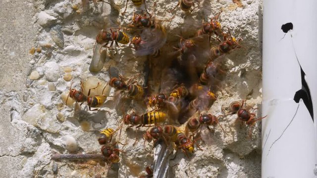 European hornet (Vespa crabro) at nest entrance