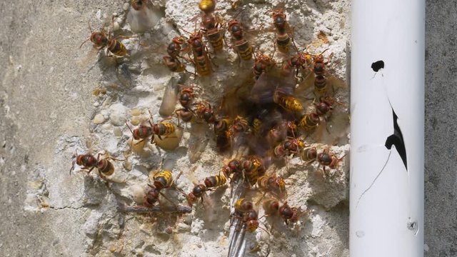 European hornet (Vespa crabro) at nest entrance